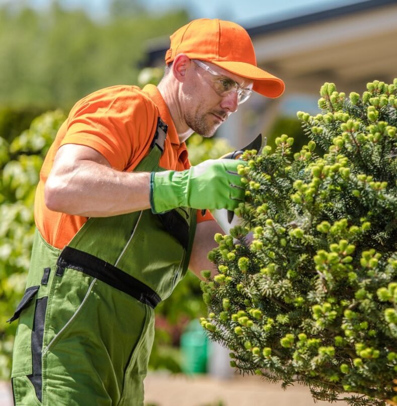 tip top certified and insured services Corporate Site Maintenance