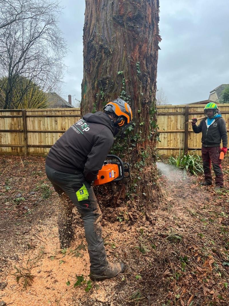 Tree surgery didcot