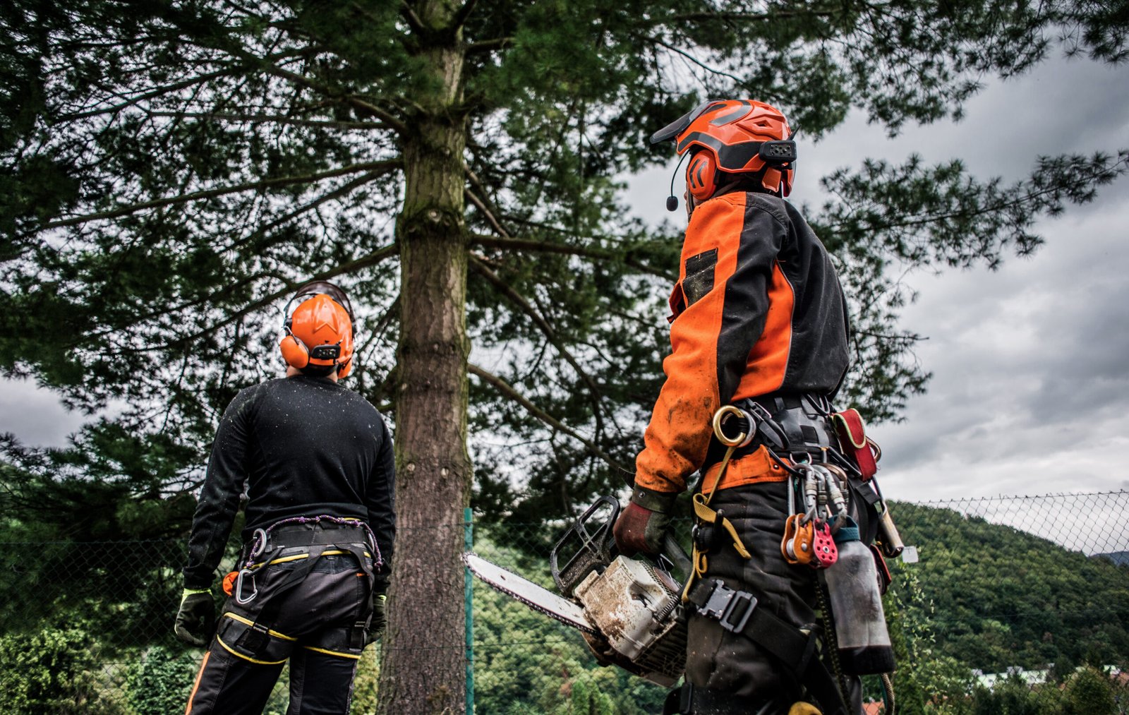 Rear view of arborist men with chainsaw cutting a tree, planning. Who we work with