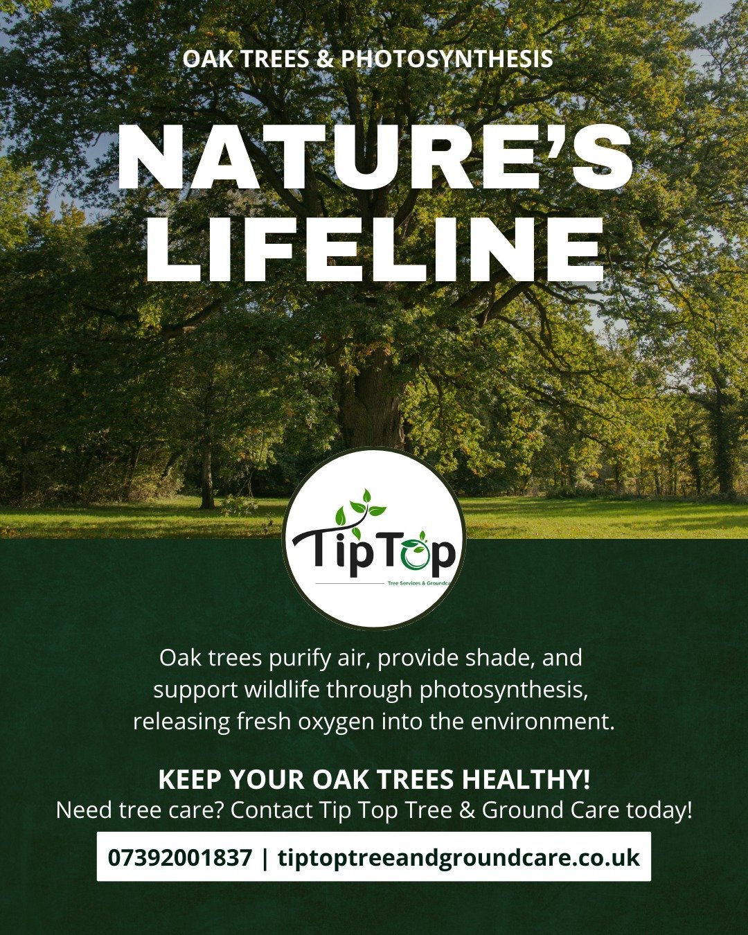 The Role of Oak Trees in Landscaping