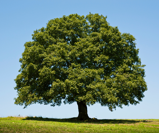 Oak Trees From Sunlight to Strength with TipTop Care.png