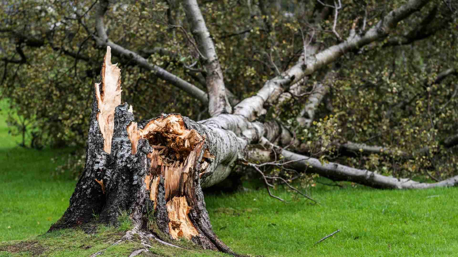 Managing Storm-Damaged Trees: What You Need to Know!