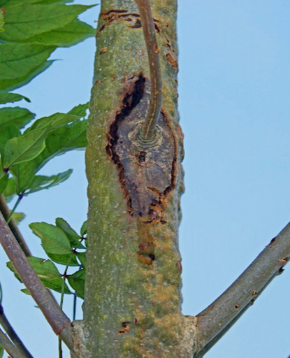 Ash-Dieback-Explained-How-to-Spo (1)