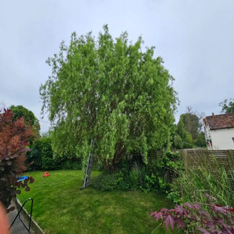 Can Tree Pruning Help Bring More