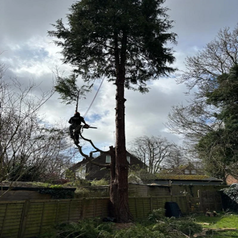 How Competition Between Trees Ca