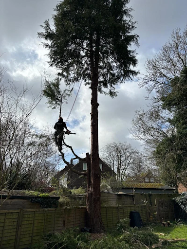 How Competition Between Trees Can Affect Their Health