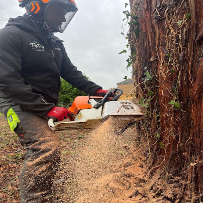 What Happens on the Day of Your Tree Surgery What Happens on the Day of Your Tree Surgery